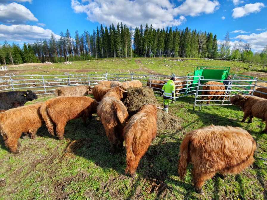 Hukanmäki Highlandin maatilan arkea