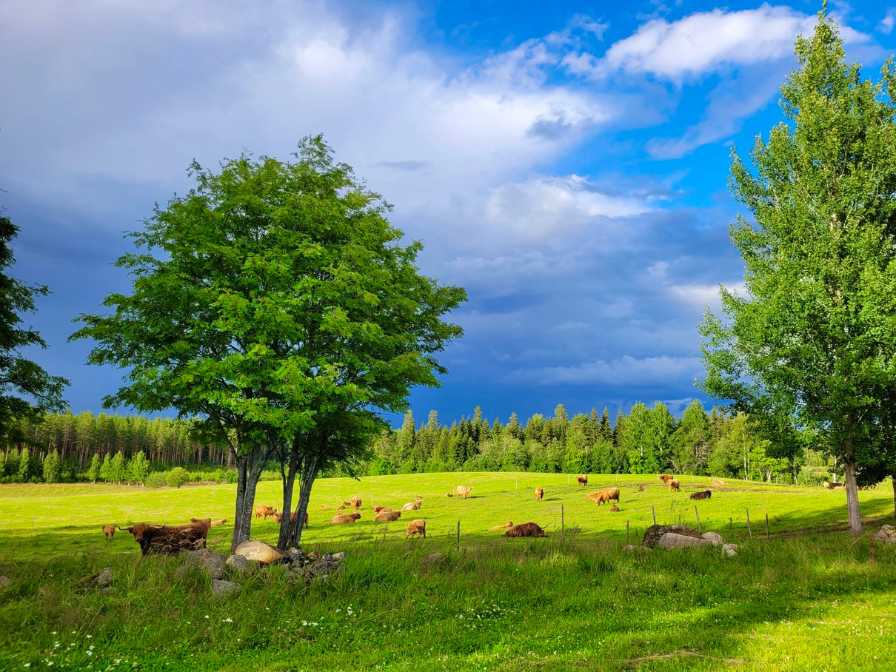 hukanmaki-highland-maisema-naudat