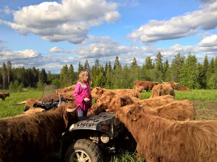 Hukanmäki Highland lapsi mönkijän päällä, naudat ihmettelmässä