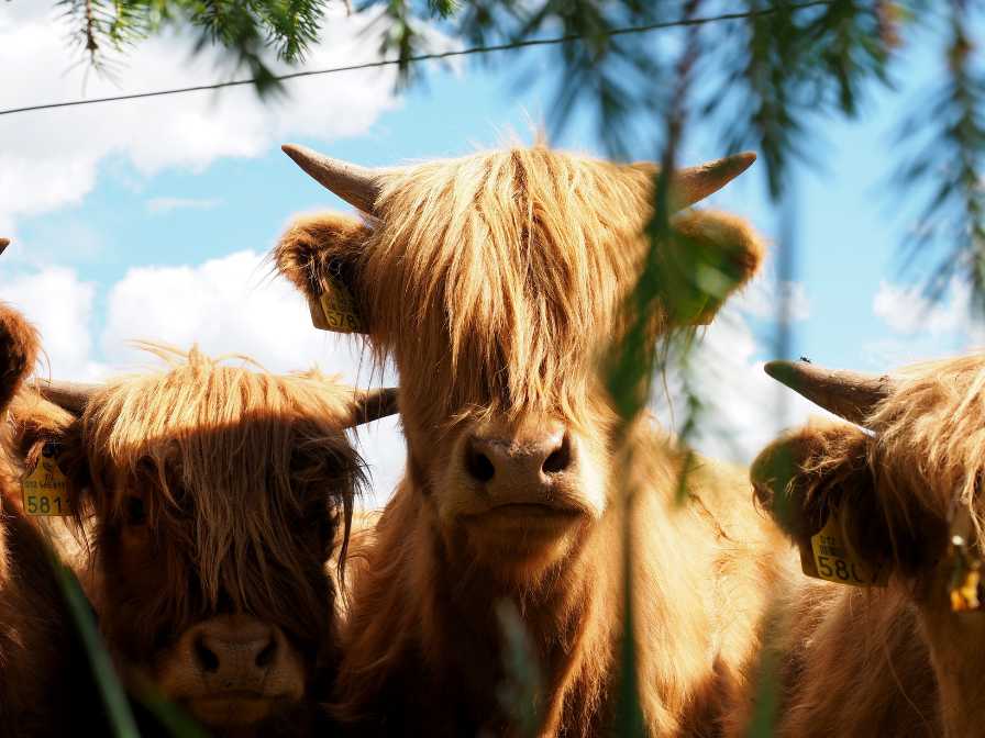 Hukanmäki Highlandin naudat uteliaana