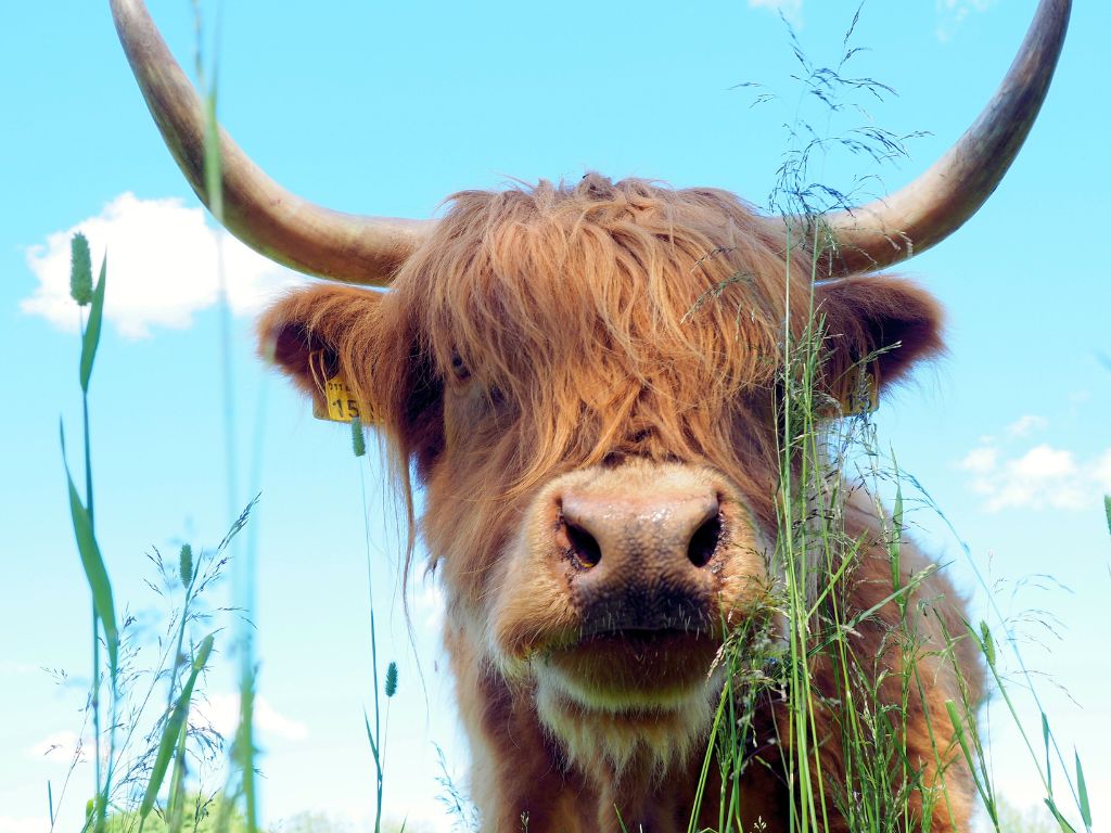 Hukanmäki Highlandin nauta katselee