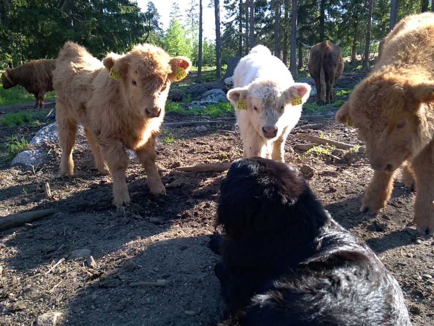 Hukanmäki highland vasikat ihmettelemässä koiraa